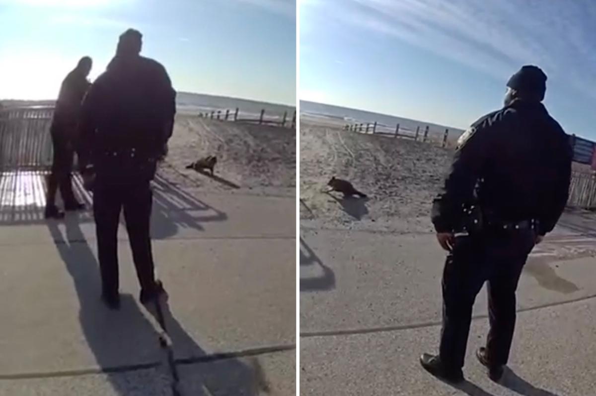 Rockaway raccoon shot by cop rabies free, NYC agency confirms