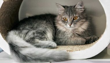 A Guide to Top Cat Cafés in NYC