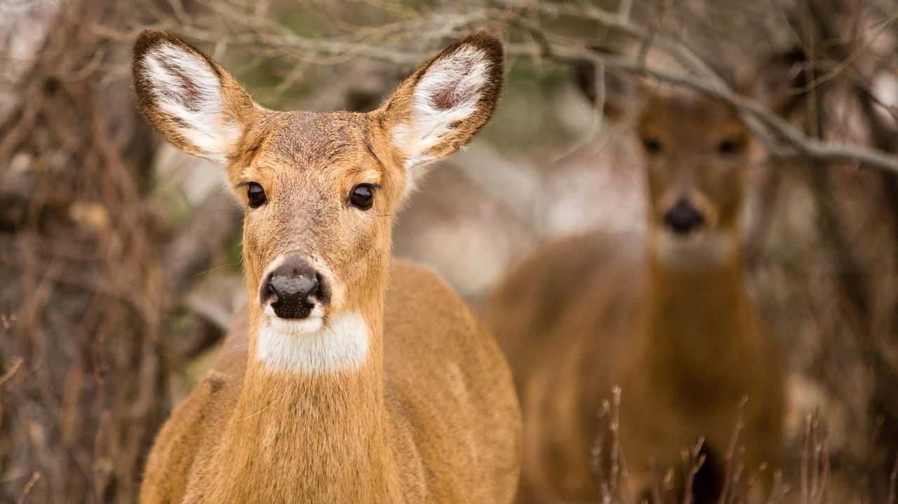 Deer cull on Fire Island and William Floyd Estate