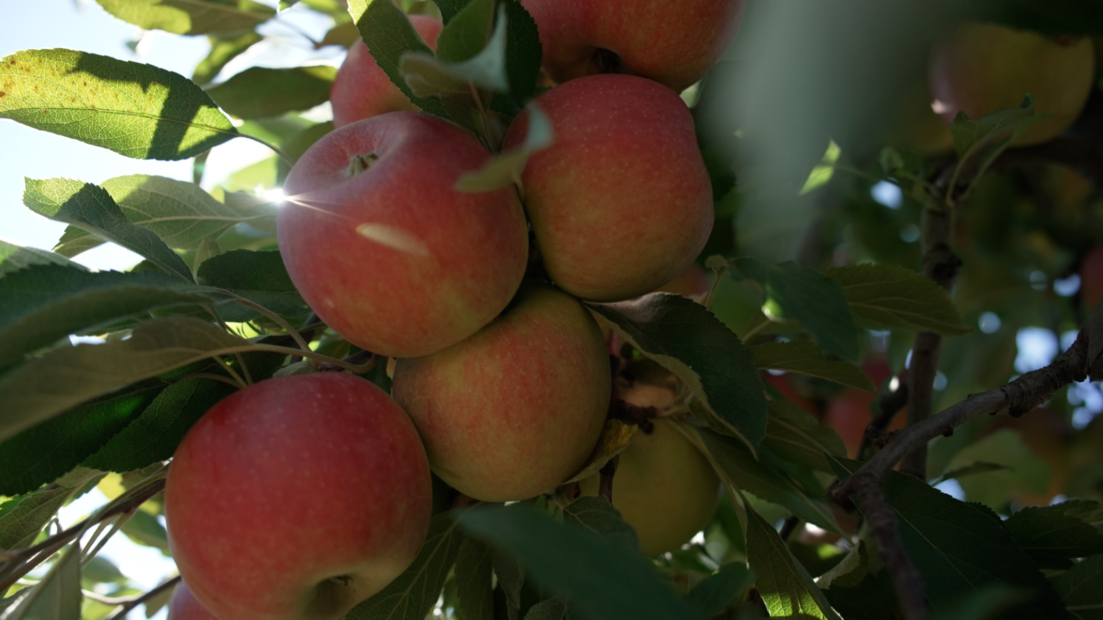 Empire State's apples orchards are a family affair
