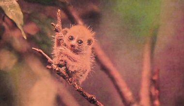 The birth of the pygmy slow loris is the Bronx Zoo&rsquo;s first since re-opening its &ldquo;World of Darkness&rdquo; building last year.