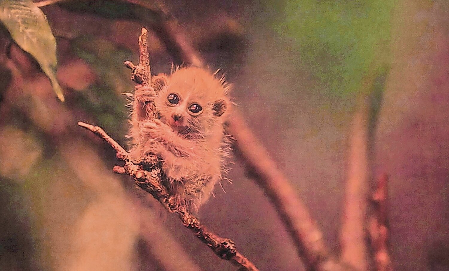 The birth of the pygmy slow loris is the Bronx Zoo’s first since re-opening its “World of Darkness” building last year.