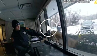 Deer Sets Off Burglar Alarm in a New York Bank