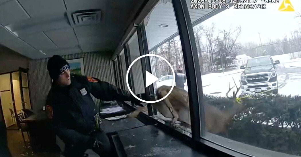 Deer Sets Off Burglar Alarm in a New York Bank