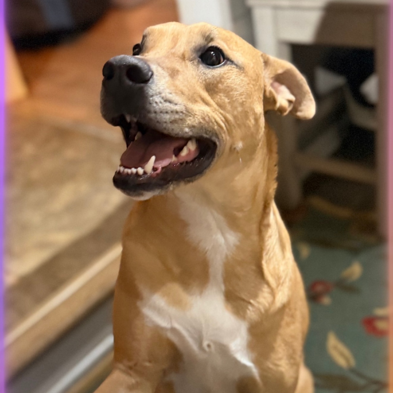 Adoptable pets to bring a smile to your face. Jan. 3-4