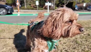 NJ condo uses DNA to find pet owners who don’t clean dog poop – NBC New York