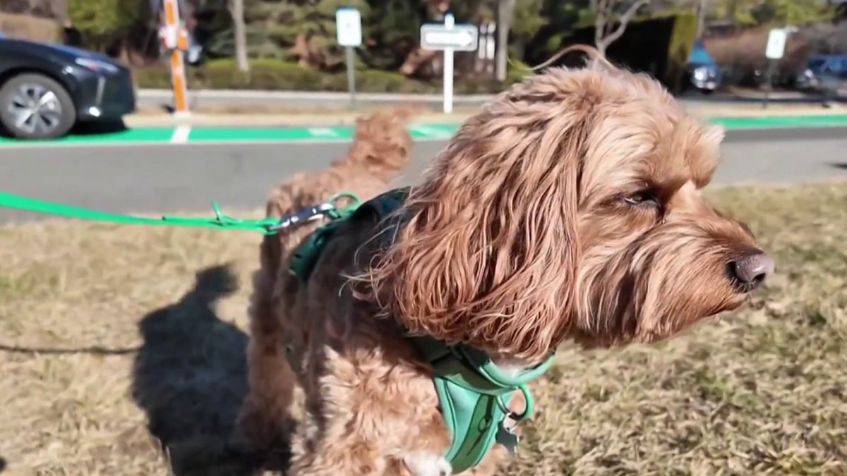NJ condo uses DNA to find pet owners who don’t clean dog poop – NBC New York