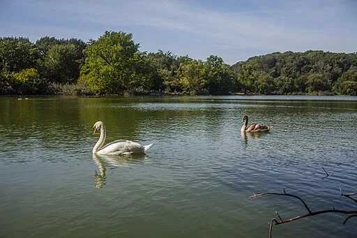 Two swans swimming in Prospect Park Lake in Windsor Terrace, Brooklyn