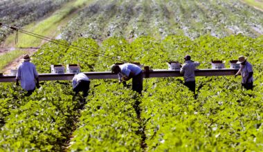 farmers tend to field