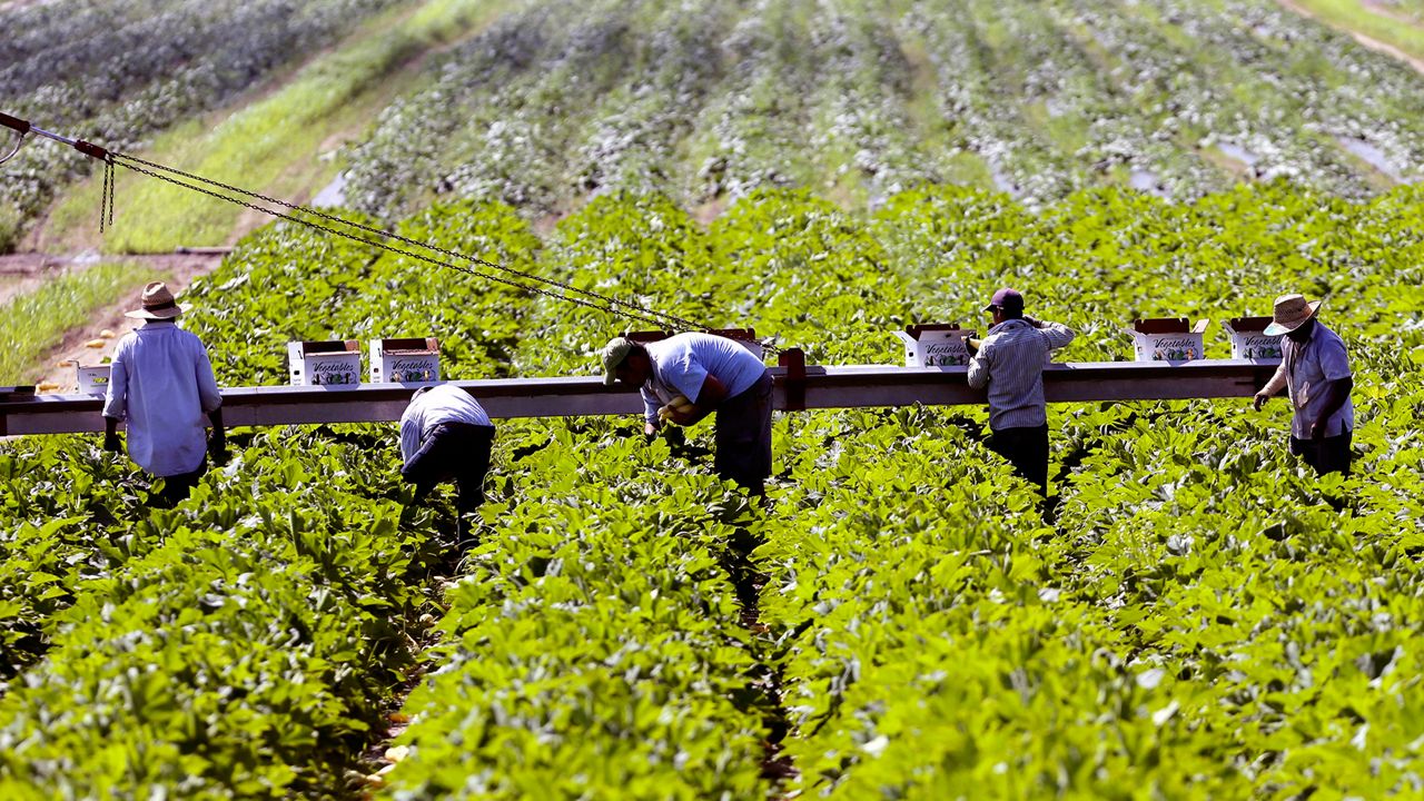 farmers tend to field