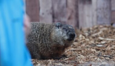 Groundhog Day 2026: Is there a weather-predicting groundhog in NYC?