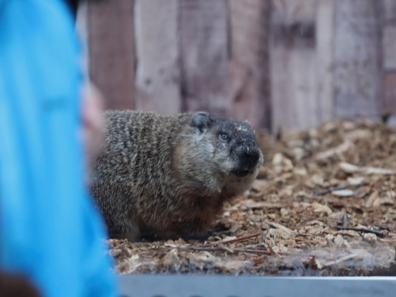 Groundhog Day 2026: Is there a weather-predicting groundhog in NYC?