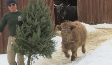 Utica Zoo Animals Enjoy Repurposed Christmas Trees from Marcy | News