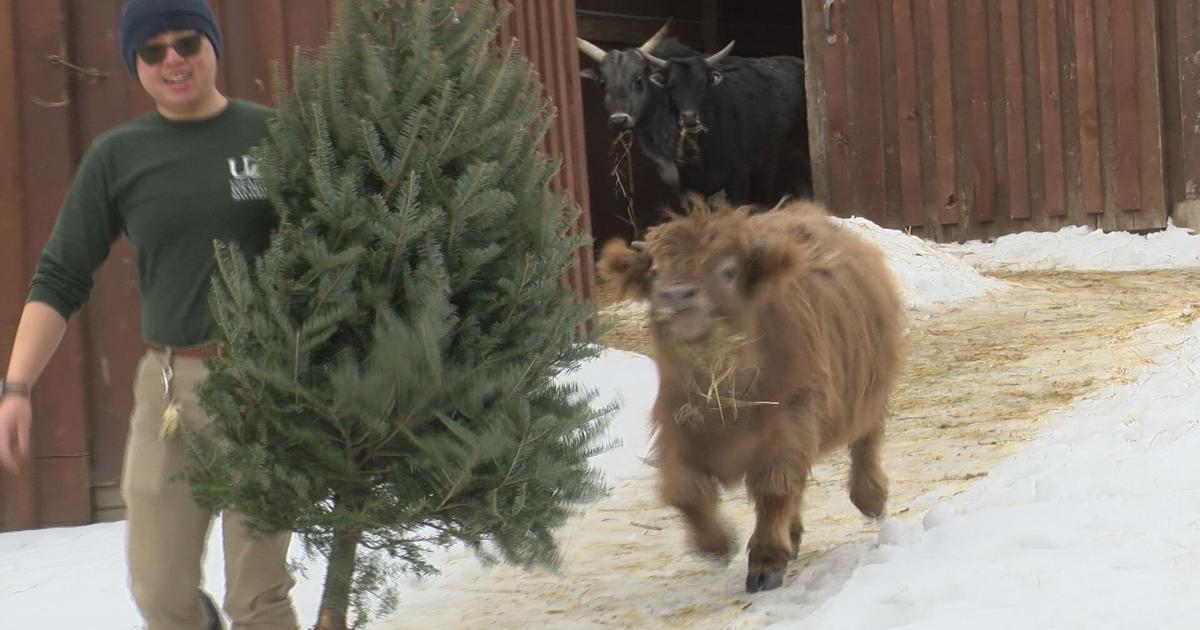 Utica Zoo Animals Enjoy Repurposed Christmas Trees from Marcy | News