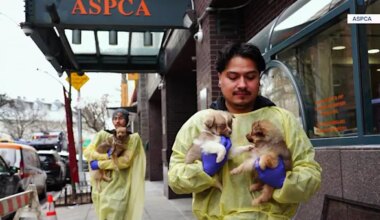 News 12 | Westchester | Neglected dogs rescued from Brooklyn get care in Dutchess County