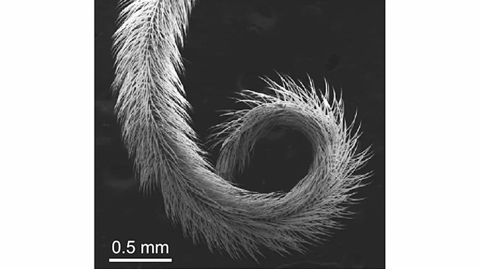 <strong>QUEEN BEE: </strong>This close-up is a SEM image of a queen bumblebee's tongue. While it looks impressive here, the queen's tongues have more widely spaced hairs than workers, making them less efficient for gathering nectar.<em> Image from Huang, Z., </em>et al. PNAS <em>(2026).</em>