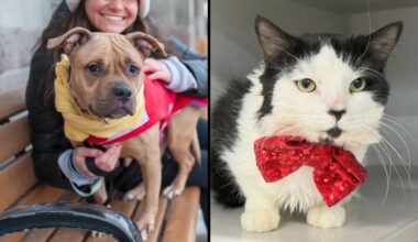 Goldie Barks, left, and Harley Meowinson, right. (Courtesy of Animal Care Centers of NYC)