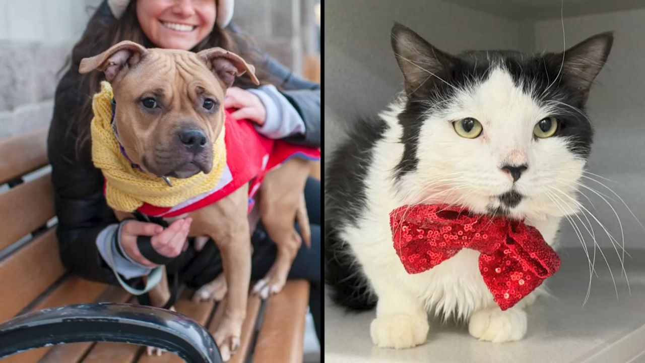 Goldie Barks, left, and Harley Meowinson, right. (Courtesy of Animal Care Centers of NYC)