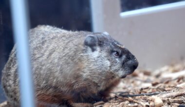 Punxsutawney Phil or Staten Island Chuck: Who’s the top weather forecaster for Groundhog Day?