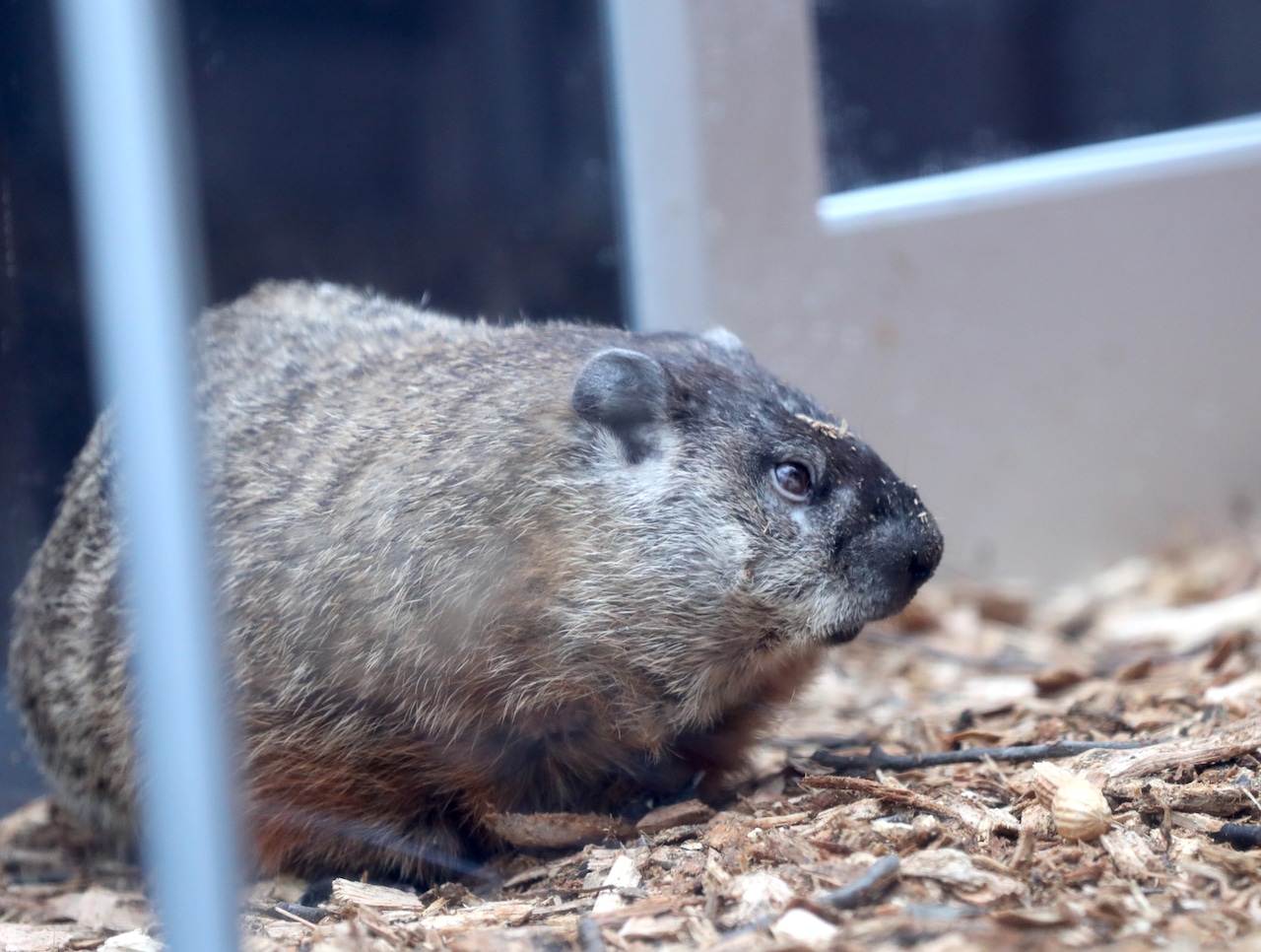 Punxsutawney Phil or Staten Island Chuck: Who’s the top weather forecaster for Groundhog Day?