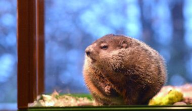 Groundhog Day is Monday: Here’s what you need to know
