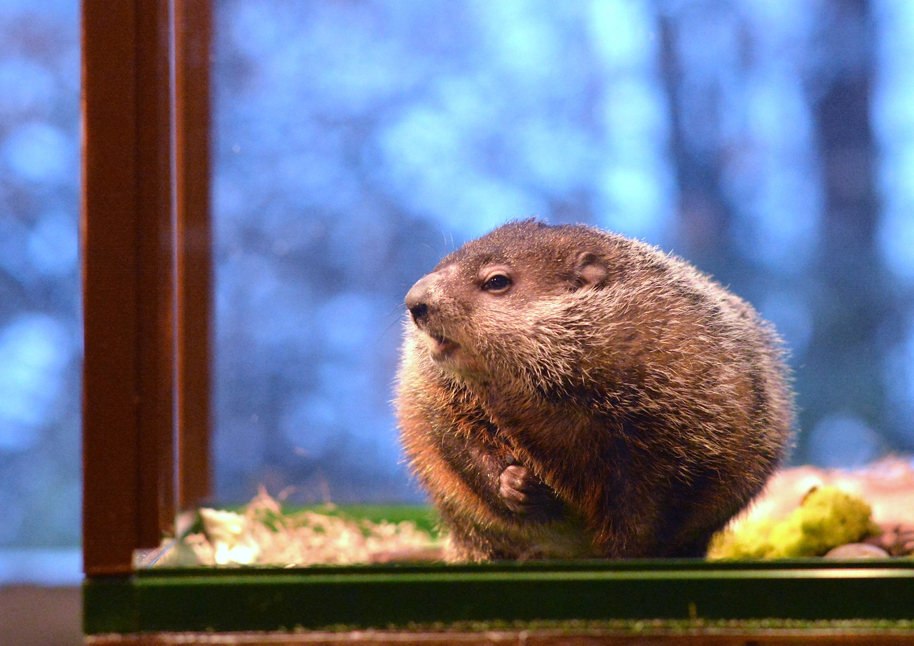 Groundhog Day is Monday: Here’s what you need to know