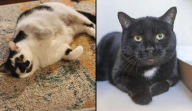 Lace, left, and Bella, right. (Courtesy of ASPCA)