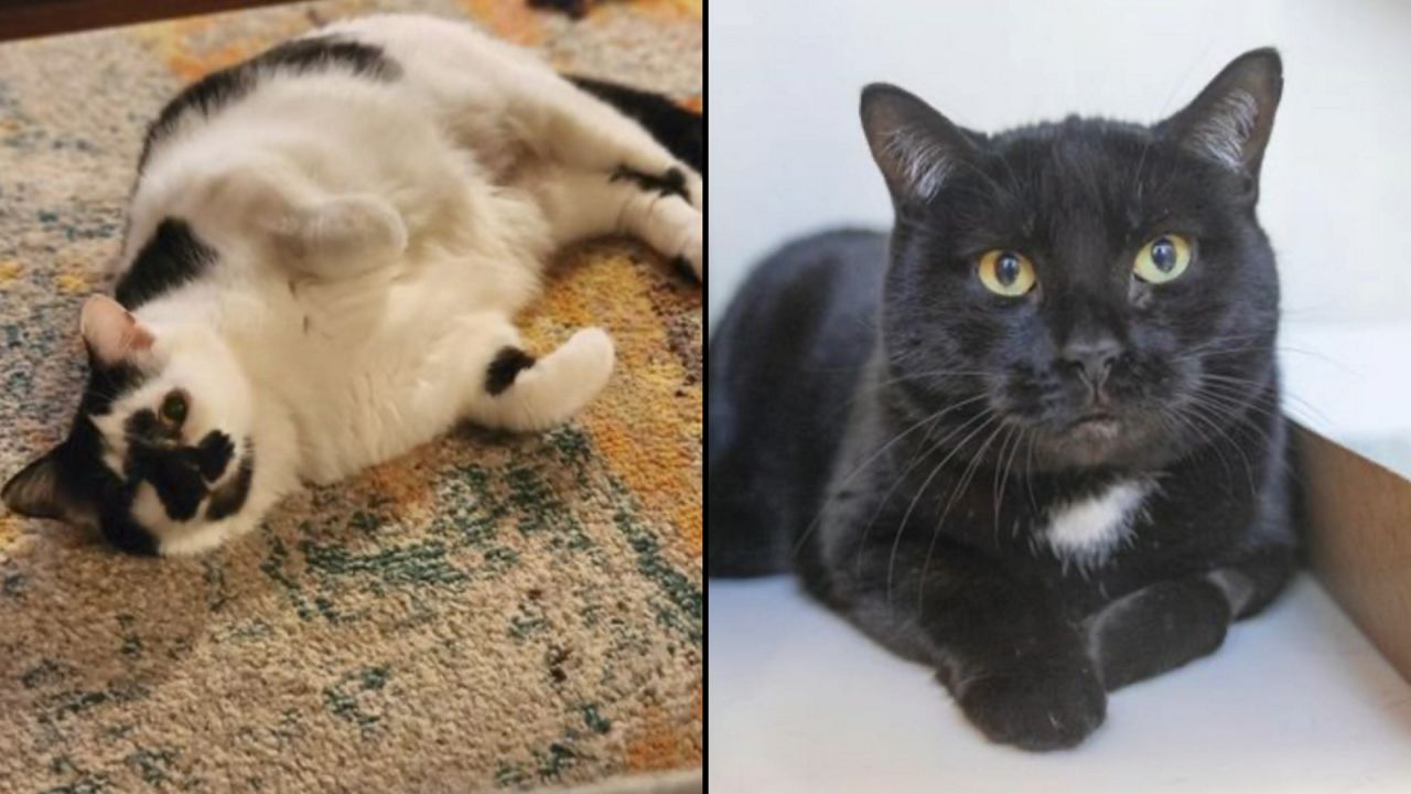 Lace, left, and Bella, right. (Courtesy of ASPCA)