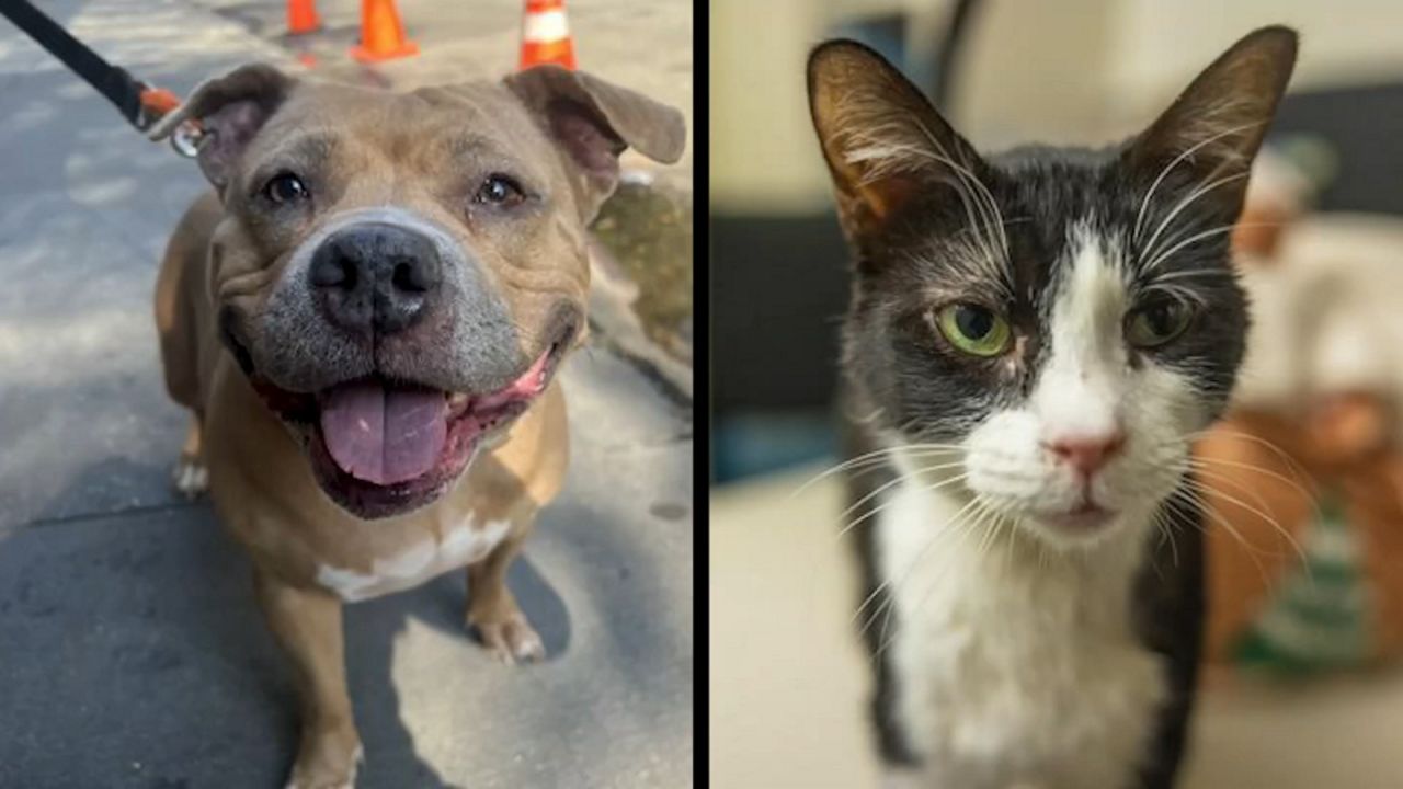 Kristie, left, and Marnie, right. (Courtesy of ASPCA)