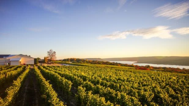 aerial view of the vineyards at Dr. Konstantin Frank Winery