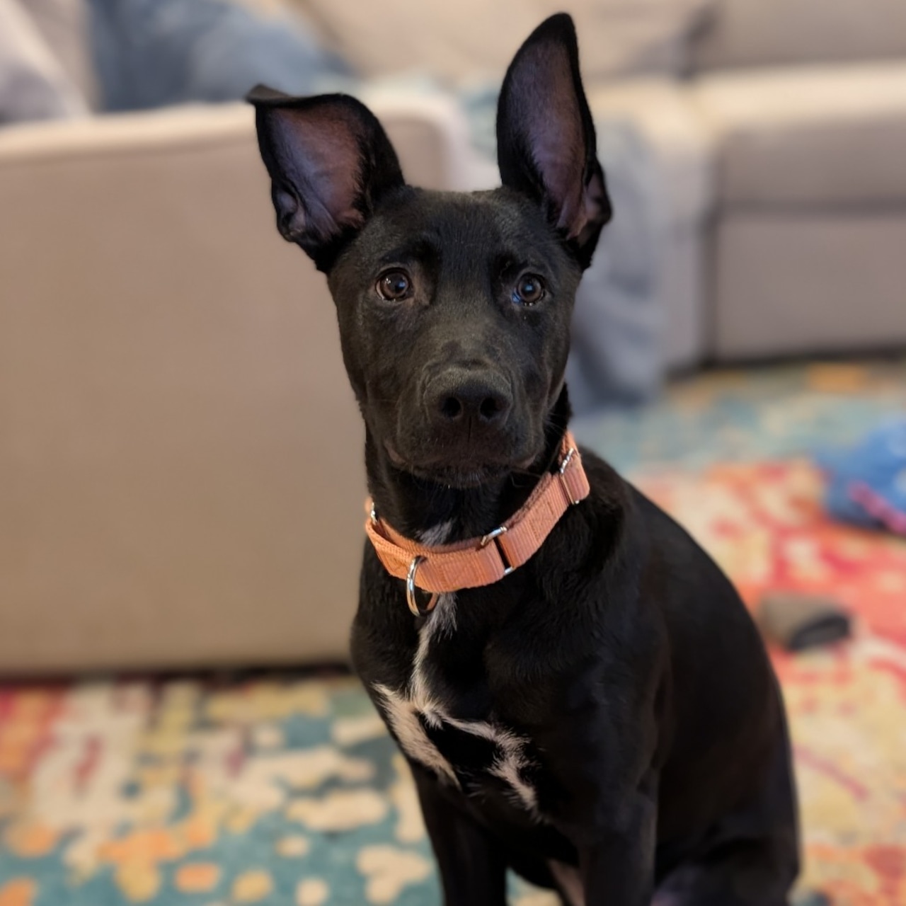 Any plans this weekend? How about meeting one of these adoptable pets: Jan 17-18