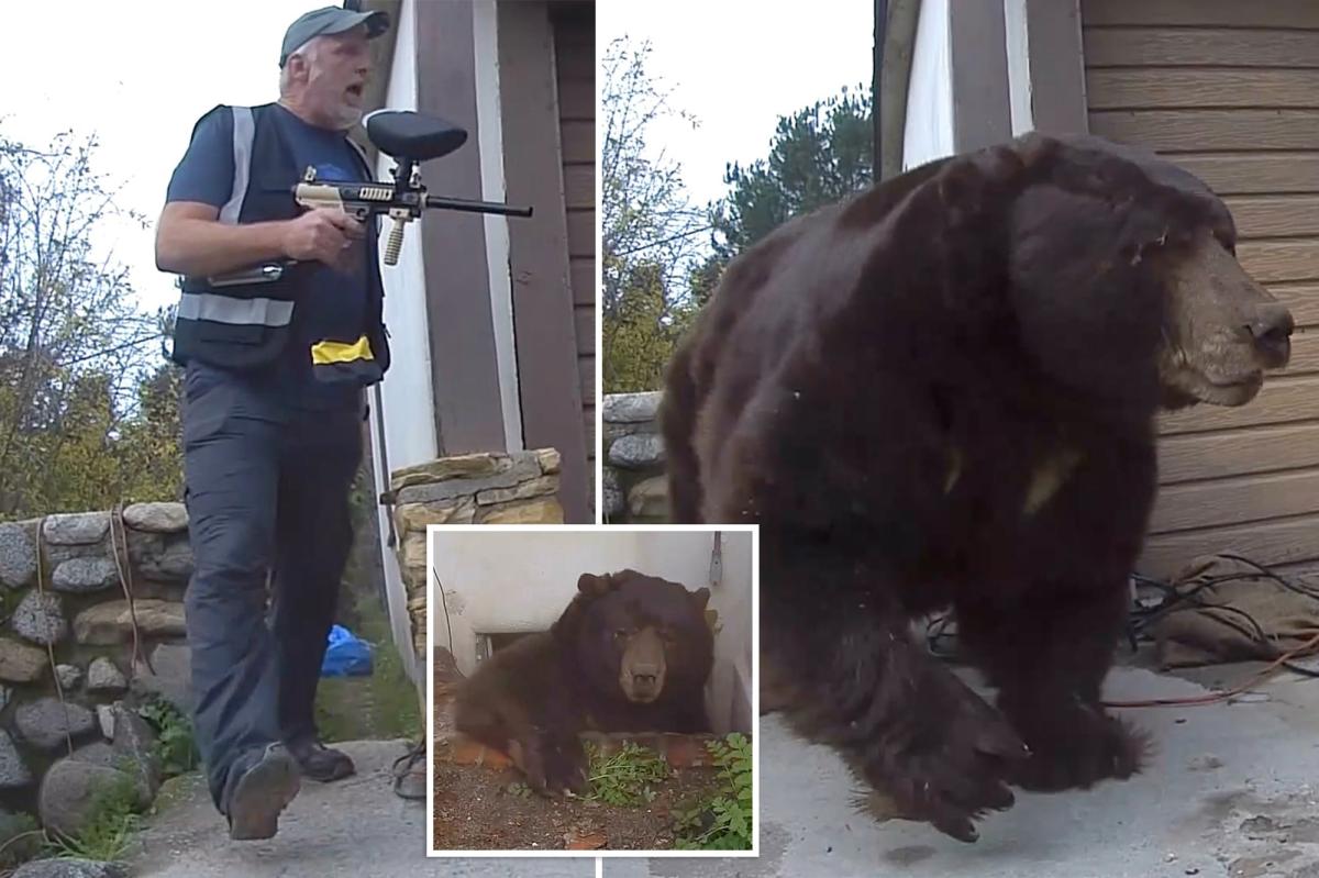 Exclusive | Giant bear living under LA man's house finally leaves after 37 days — thanks to this bizarre method