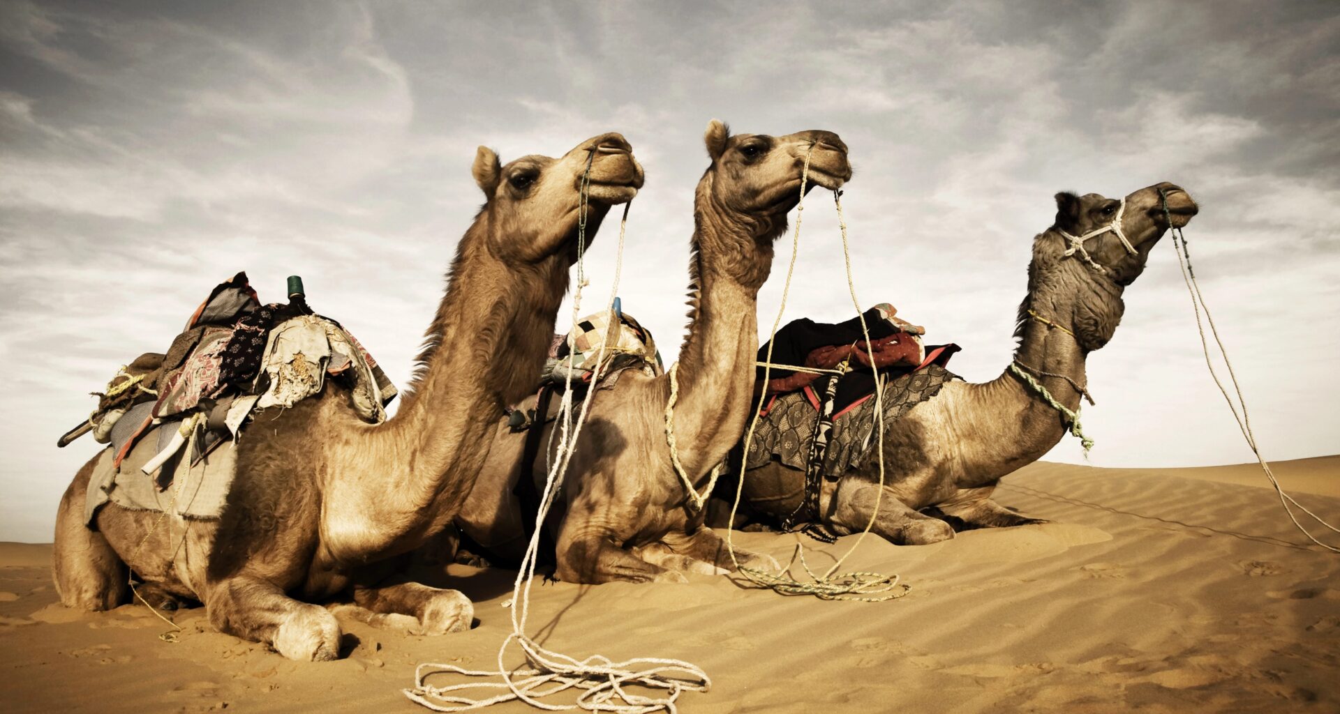 Qatar Paid London PR Firm To Scrub Wikipedia | The Bronx Daily