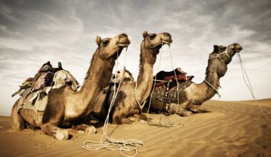 Qatar Paid London PR Firm To Scrub Wikipedia | The Bronx Daily