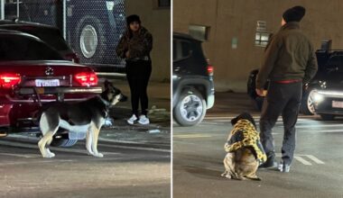 Man, 68, arrested for driving with dogs leashed to back of car in Queens