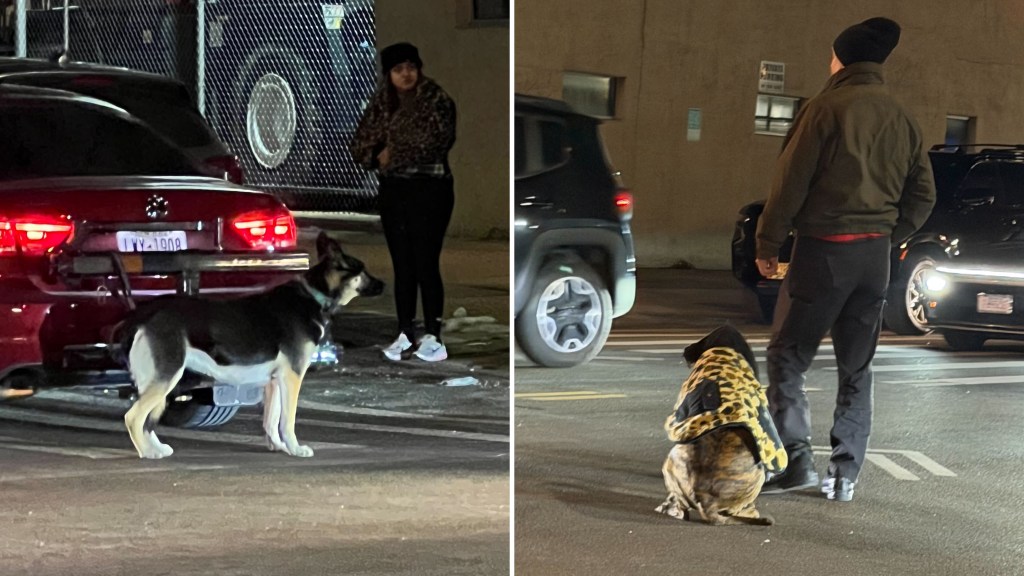 Man, 68, arrested for driving with dogs leashed to back of car in Queens