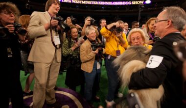The Westminster dog show is turning 150. – NBC New York