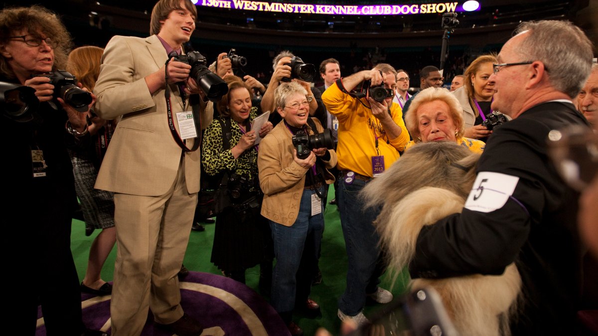 The Westminster dog show is turning 150. – NBC New York