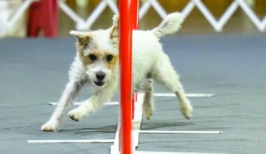 Wowed by the agility dogs at the Westminster show? A winning handler explains how it’s done – NBC New York