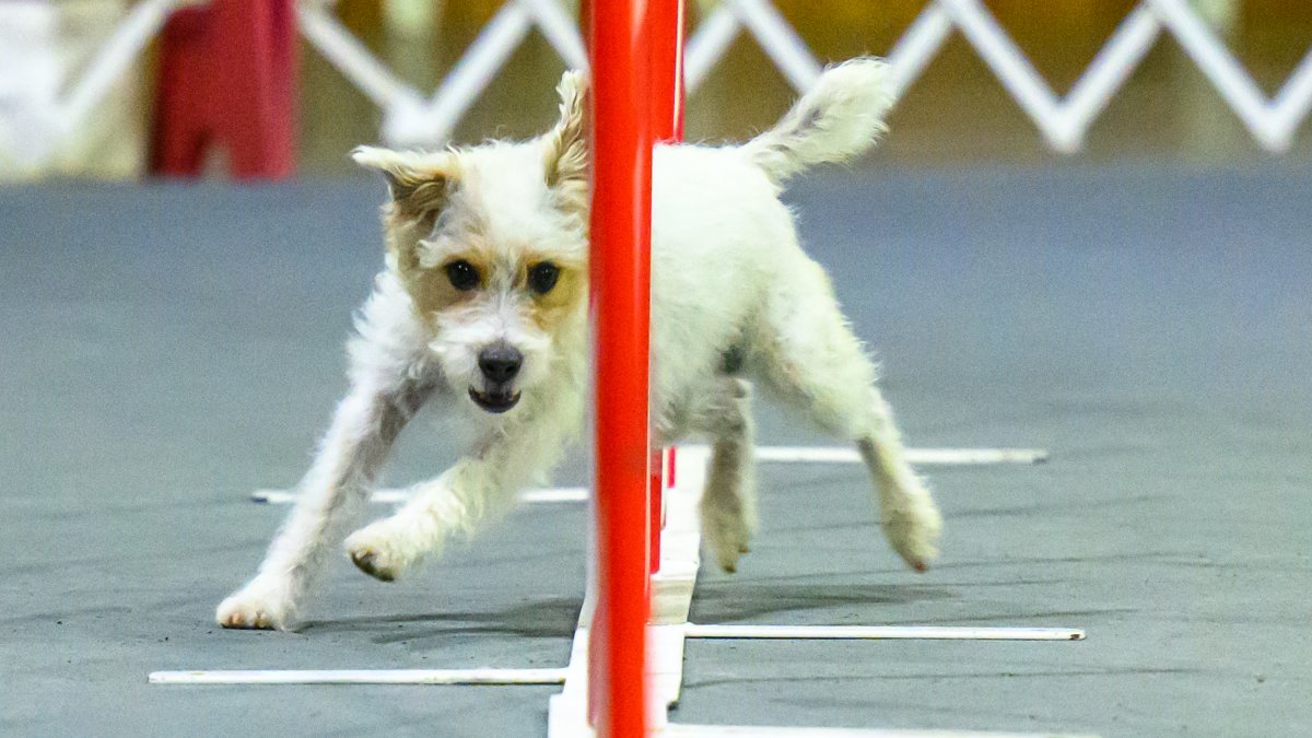 Wowed by the agility dogs at the Westminster show? A winning handler explains how it’s done – NBC New York