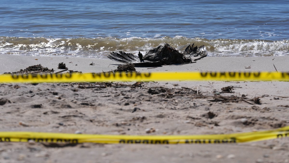 Long Island bird flu cases confirmed in Suffolk County – NBC New York