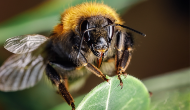 Take a Look at the Hairy Mouthparts of a Queen Bee
