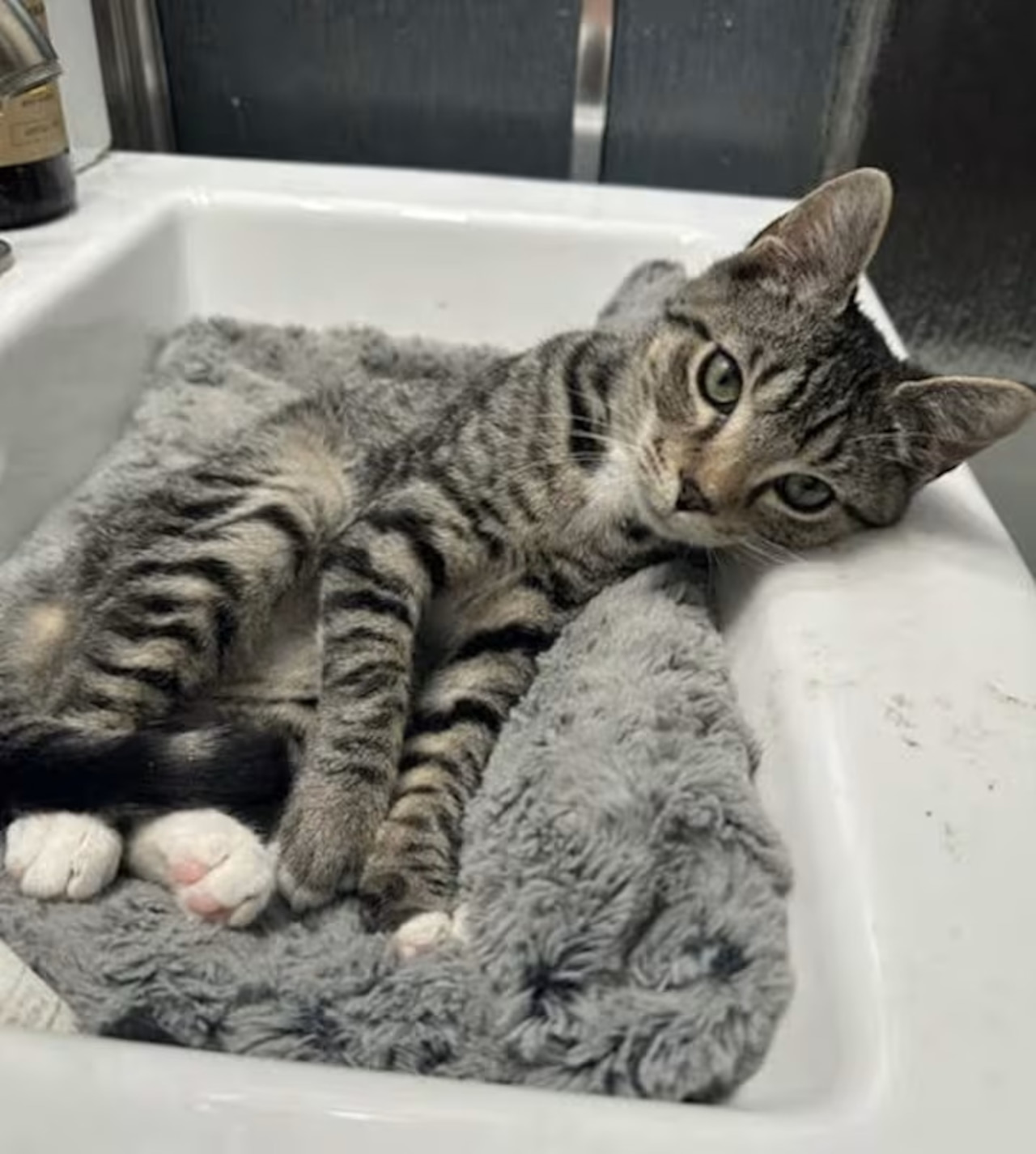 Any plans this weekend? How about meeting one of these adoptable pets: Jan 17-18