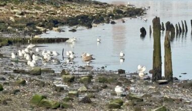 counting birds for the Holiday Season – Bronx Times