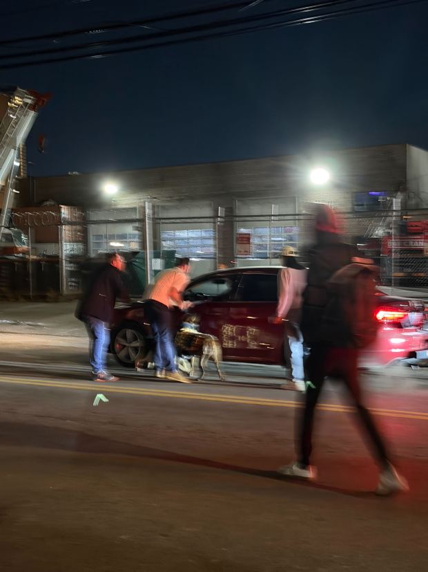 A 68-year-old Queens man faces animal cruelty charges after leaving two dogs leashed to his vehicle and dragging them, authorities said. (Courtesy of Piamsook Homrod)
