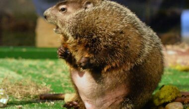 Is Staten Island Chuck still the most accurate groundhog? Here’s what to know