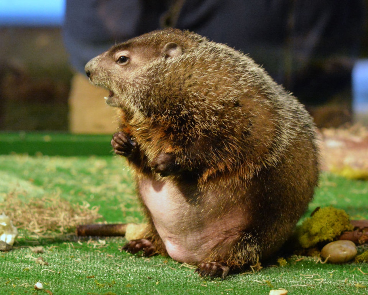 Is Staten Island Chuck still the most accurate groundhog? Here’s what to know