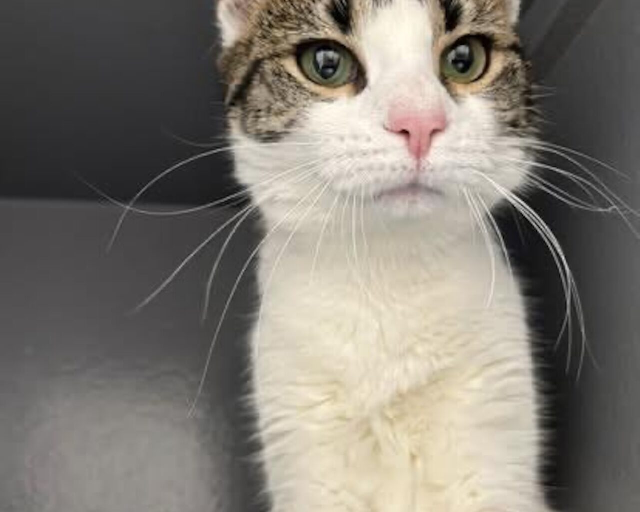 Spend these frigid days with a new friend—pets looking for a forever home. Jan 31- Feb 1