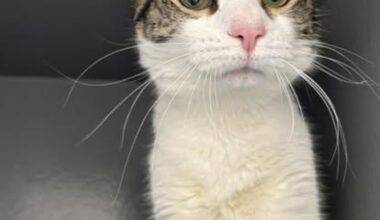 Spend these frigid days with a new friend—pets looking for a forever home. Jan 31- Feb 1