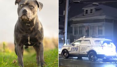 59-Year-Old Man Mauled to Death by Pit Bull: 'Like a Tiger'